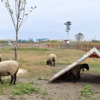 いわぬまひつじ村の写真・動画_image_732521