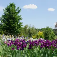 アイリスの丘の写真・動画_image_732957