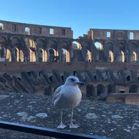Colosseo （コロッセオ）の写真・動画_image_733342