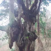 岩倉乳房杉の写真・動画_image_740278