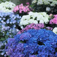 筥崎宮あじさい苑の写真・動画_image_741769