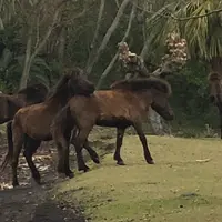 開聞山麓自然公園の写真・動画_image_745599