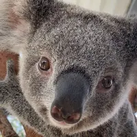 WILD LIFE Sydney Zoo（ワイルドライフ・シドニー動物園）の写真・動画_image_746291