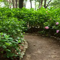 長居公園アジサイ園の写真・動画_image_748134