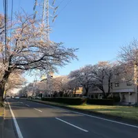 六実さくら通りの写真・動画_image_748317