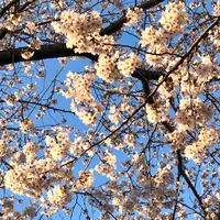六実さくら通りの写真・動画_image_748318