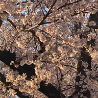 六実さくら通りの写真・動画_image_748320