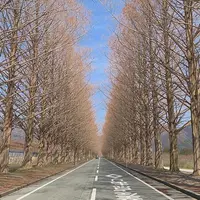 メタセコイア並木の写真・動画_image_748528