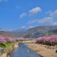 河津桜まつりの写真・動画_image_749610