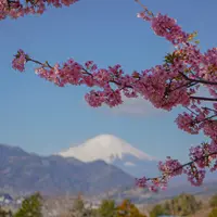 松田山ハーブガーデンの写真・動画_image_749611