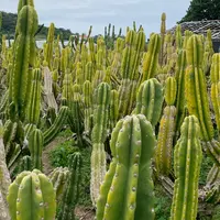 サボテン畑の写真・動画_image_750522