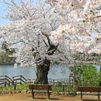 洗足池公園の写真・動画_image_752181