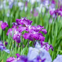 花菖蒲（堀切菖蒲園）の写真・動画_image_752228