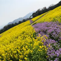 あわじ花さじきの写真・動画_image_758404