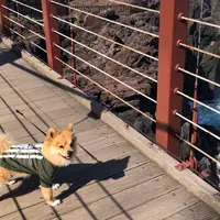 城ヶ崎海岸の写真・動画_image_758518