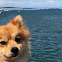 琵琶湖大橋の写真・動画_image_763338