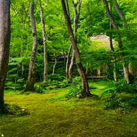 祇王寺の写真・動画_image_771176