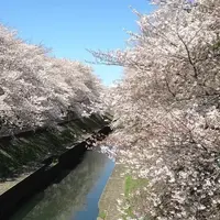善福寺川緑地の写真・動画_image_780801