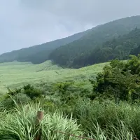 仙石原湿原植物群落の写真・動画_image_786190