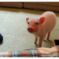 mipig cafe 目黒店の写真・動画_image_786712