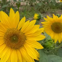 世羅高原農場の写真・動画_image_787908