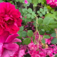 そらの花畑 世羅高原花の森の写真・動画_image_787910