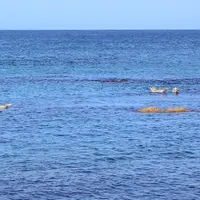 金田ノ岬の写真・動画_image_792607