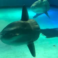 志摩マリンランドの写真・動画_image_793210