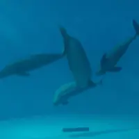 宮島水族館 みやじマリンの写真・動画_image_793280