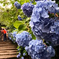 明月院（あじさい寺）の写真・動画_image_799326
