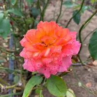 よしうみバラ公園の写真・動画_image_803605