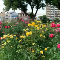 ばら公園の写真・動画_image_807267