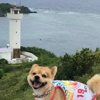 平久保崎灯台の写真・動画_image_807414