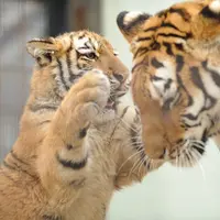 京都市動物園の写真・動画_image_80753