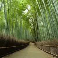 嵐山 竹林の小径の写真・動画_image_80767
