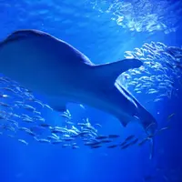 海遊館の写真・動画_image_80775