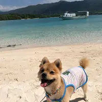 石垣島の写真・動画_image_808361