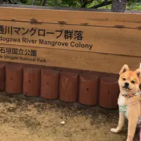 ヒルギ群落の写真・動画_image_808984