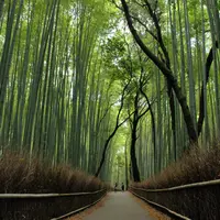 嵐山 竹林の小径の写真・動画_image_81191