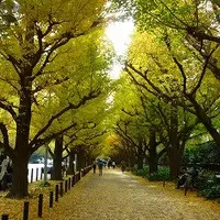 明治神宮外苑いちょう並木の写真・動画_image_81289