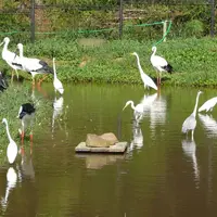 兵庫県立コウノトリの郷公園の写真・動画_image_81375