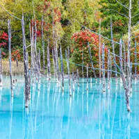 白金青い池の写真・動画_image_815562