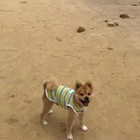 南風見田の浜の写真・動画_image_815932