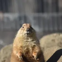 江戸川区自然動物園の写真・動画_image_816578