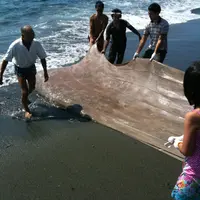 台舟の写真・動画_image_81987