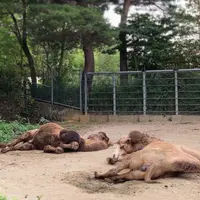 八木山動物公園フジサキの杜の写真・動画_image_824251