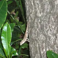 宮里前の御嶽の写真・動画_image_82475