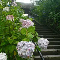 東慶寺の写真・動画_image_82672