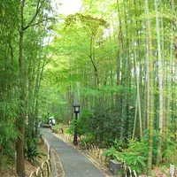 修善寺温泉の写真・動画_image_82801