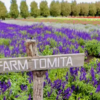 ファーム富田の写真・動画_image_828336